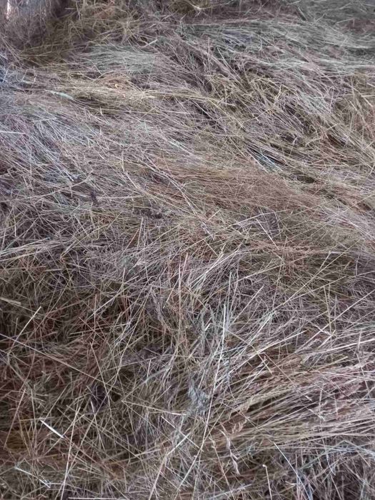 Продам запашне сіно