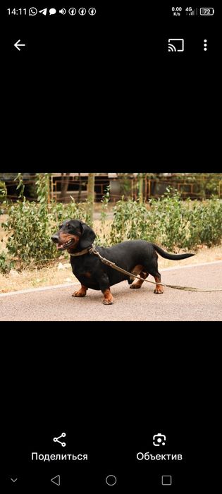 Такса.Ищем девочку на вязку.Мальчика зовут Рэм.