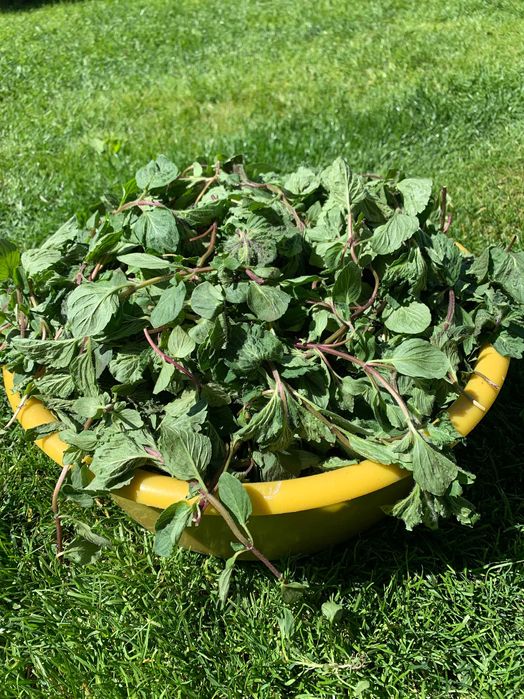 Suszona ekologiczna mięta pieprzowa całe rośliny nie pokruszone 2025r.