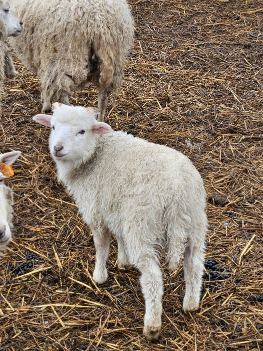 Owca wrzosowka dorosle i mlode