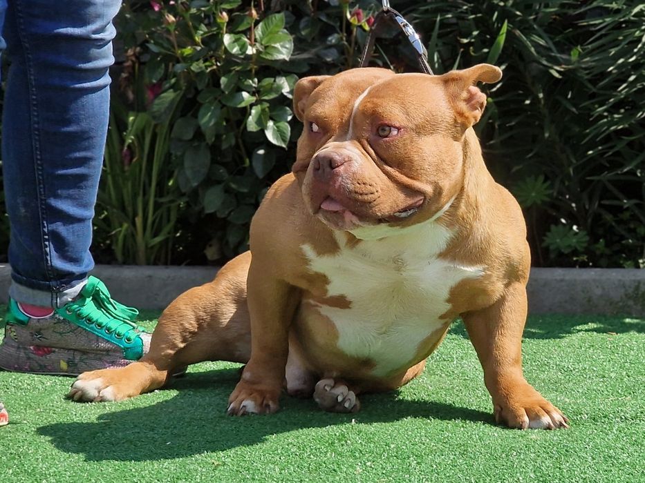 American Bully Pocket