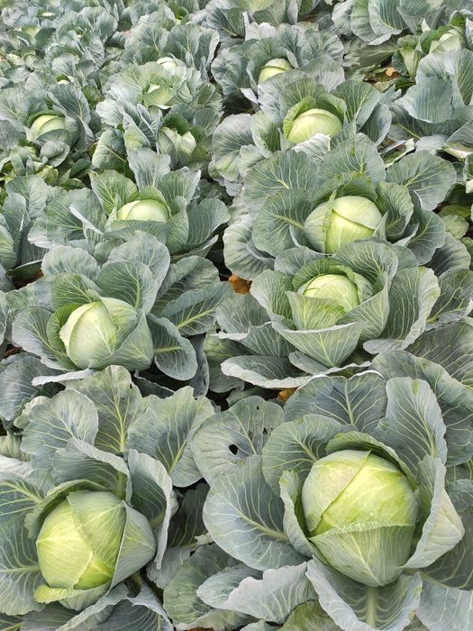 Ziemniaki i warzywa z dostawa dla Twojej gastronomii