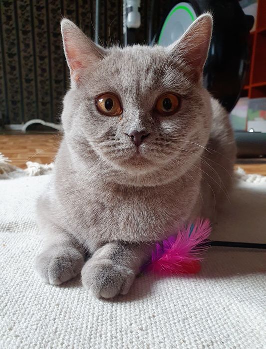 Kocurek brytyjski liliowy