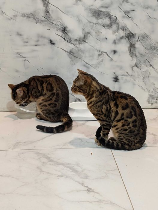 Котята бенгальські