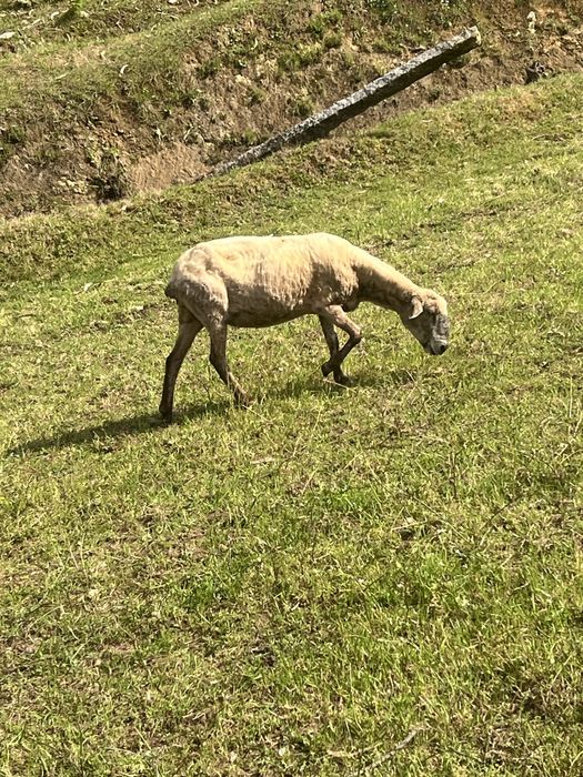 Vendo ovelha ou troco