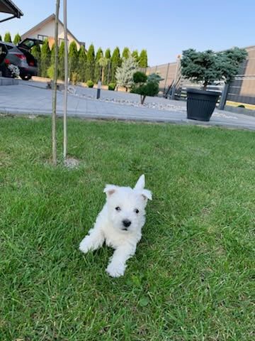 West Highland White Terrier gotowe do odbioru