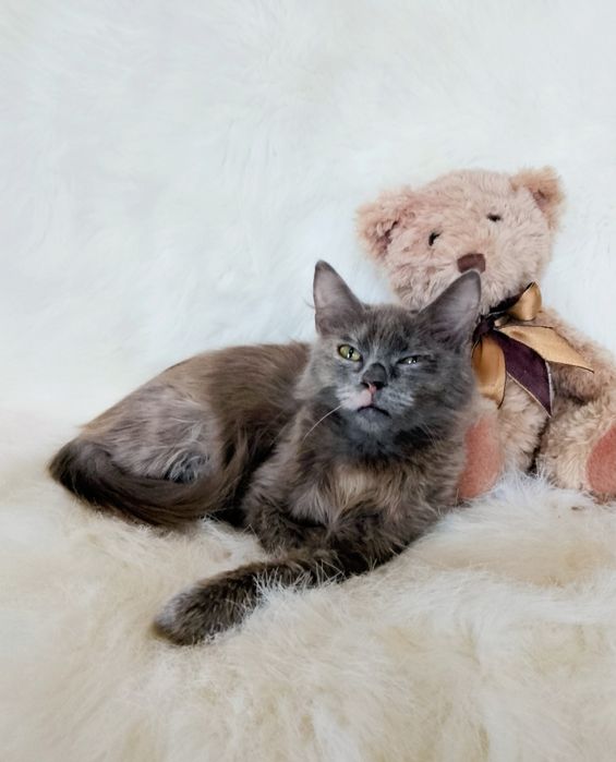 Мила 3.5 мес.
В поисках нового дома 
Ласковая, игривая.
К лоточку приу