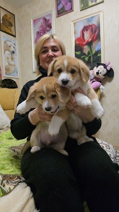 Корги милашки с документами КСУ