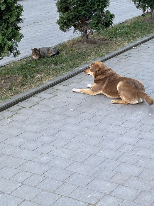 Шукаю порядну родину ( людину )! Вік - 7 місяців, без поганих звичек.
