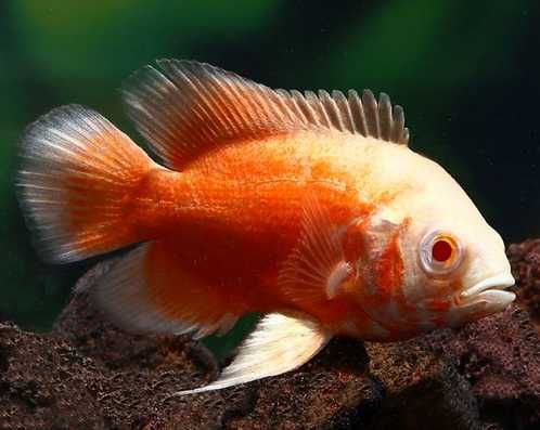 Pielęgnica pawiooka Oscar Red Albino - młode 3-5cm