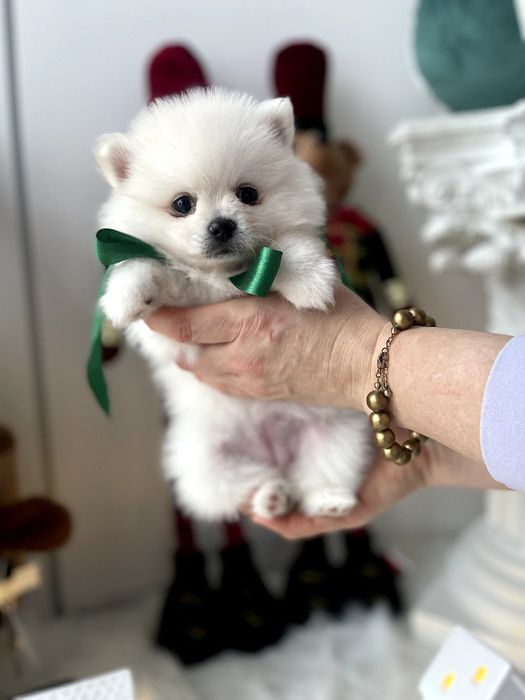 Обіймай і не відпускай  чарівні Померанські шпіци тут!