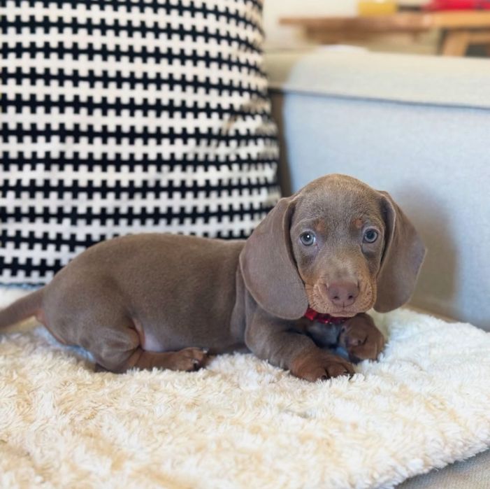 Teckel miniatura isabella