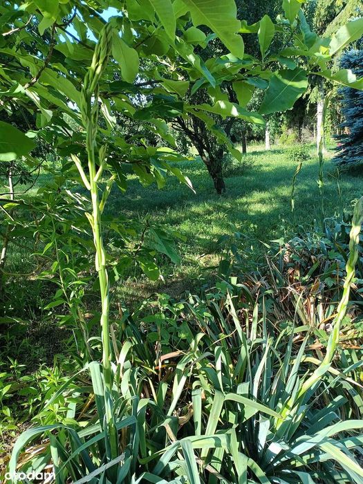 Sprzedam dużą, malowniczą działkę z domkiem Brzeźce k. Białobrzegów