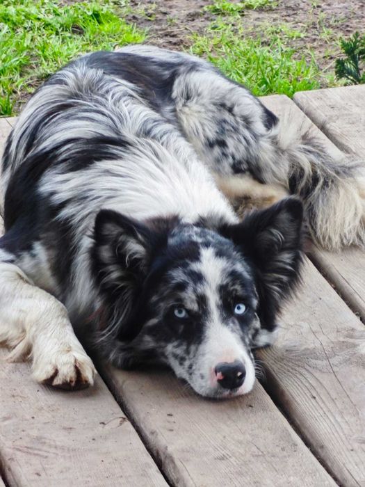 Pies  Border collie