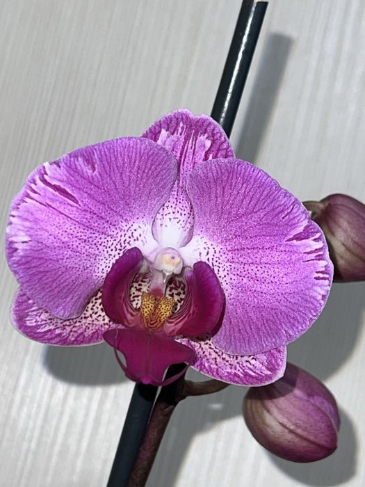 Орхидея. Фаленопсис. Rayka 9.