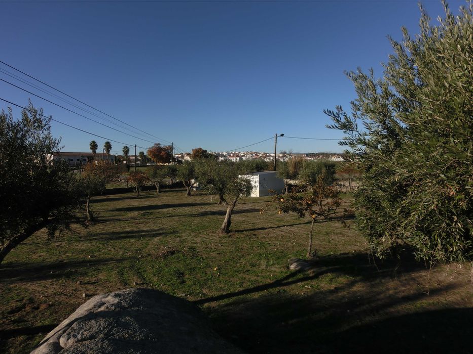 VENDO   OLIVAL  EM  SANTA  EULALIA  ELVAS  ALENTEJO  189 Oliveiras  Centenarias  1 , 175 ha de terreno