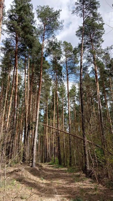 Ділянка з видом на ліс та водойму