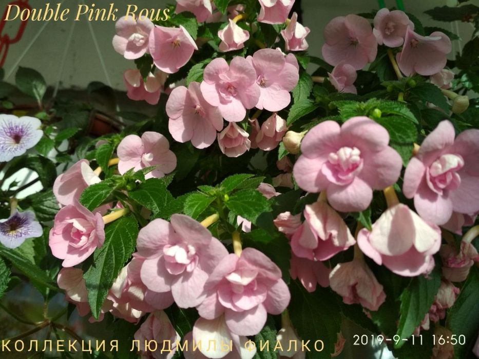 Різоми ахіменесів!