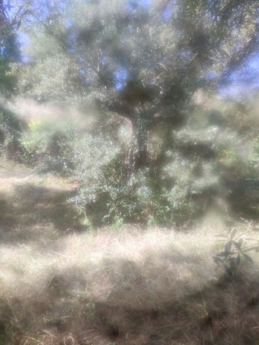 Vendo um terreno em mós Moncorvo