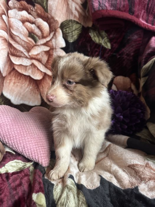 Owczerek australijski czekoladowy merle