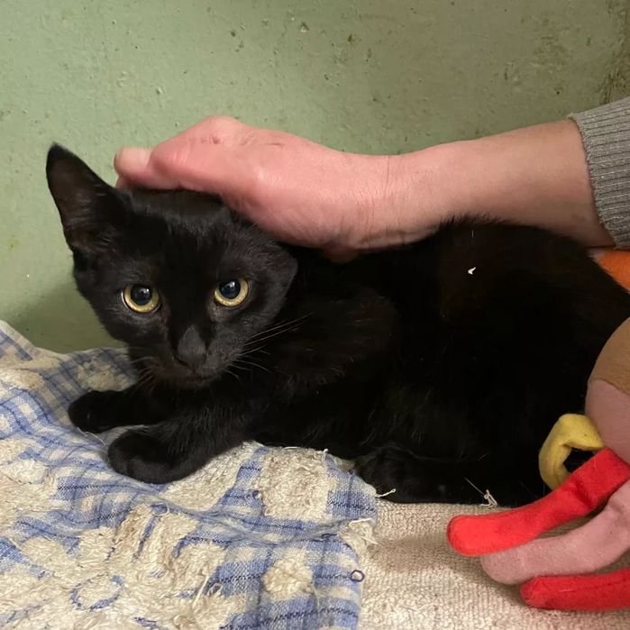 Отдам черного котенка, мальчик, 5 месяцев