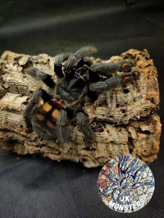 Pająk/Ptasznik Psalmopoeus irminia
