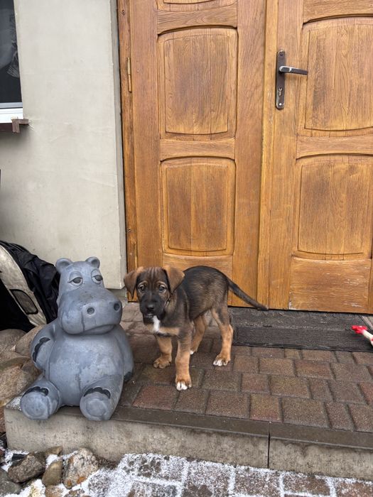 REZERWACJA Mały piesek szuka domu