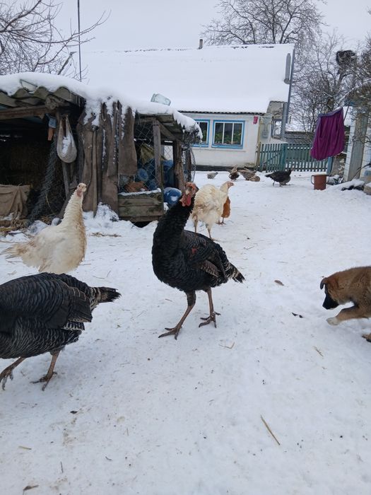 Продам індиків,молодих,будуть вже гуляти,гарні