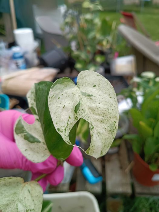 epipremnum marble Queen #2