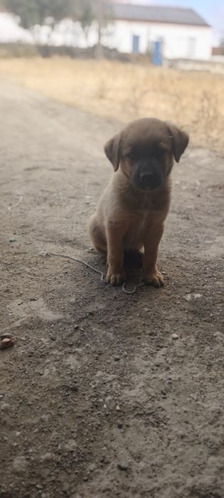 Cachorros para adoção