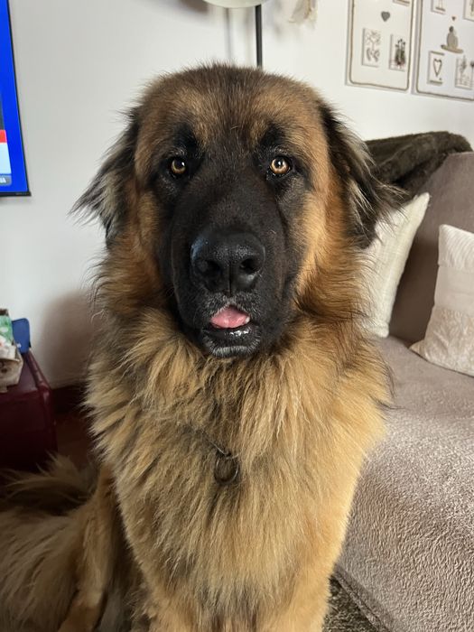 Cão da Serrada Estrela para adopção