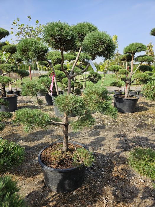 Sosna bonsai norks typ