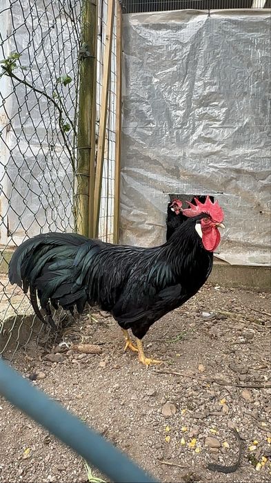 Trio Leghorn Negra