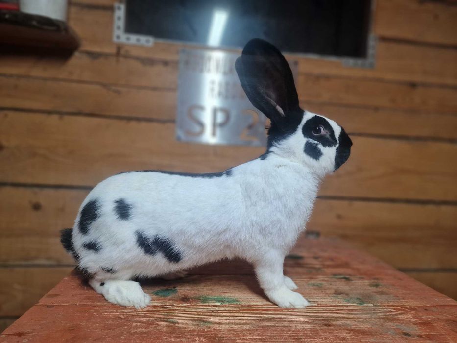 królik olbrzym srokacz osc 1.0 samiec rodowód