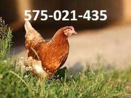 Kury NIOSKI z wolnego wybiegu Rossa ! Prosto z Hodowli Messa ! DOWÓZ !