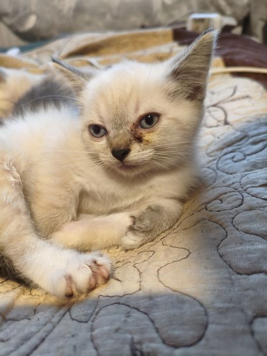 Віддам хороші руки кошенят