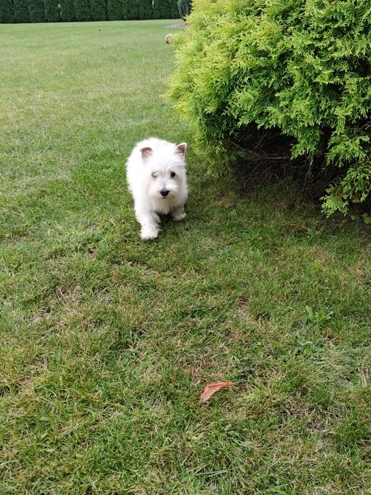West Highland White Terrier sunia