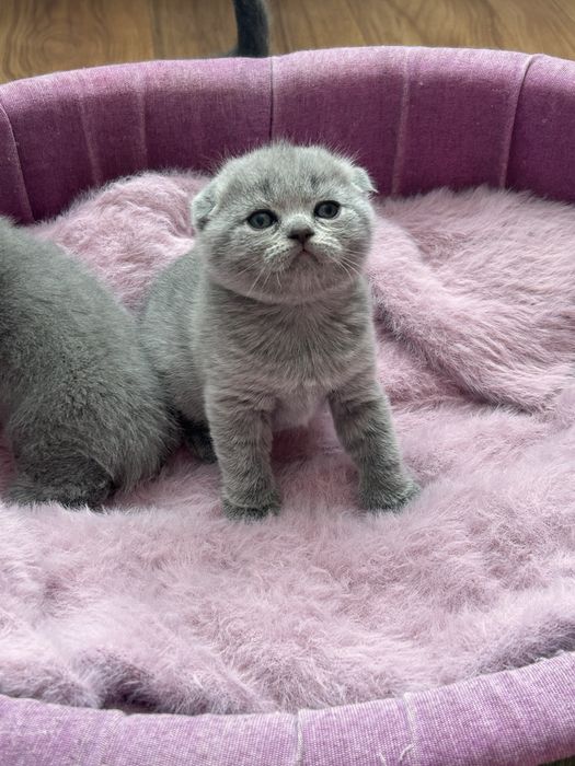 Шотландські кошенятка