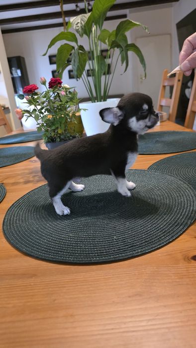 Chihuahua piesek krótkowłosy
