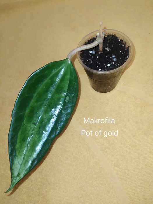 Хойї,пот офголд,сабах б'юті,фінлайсоніі,віллоза, інші ..