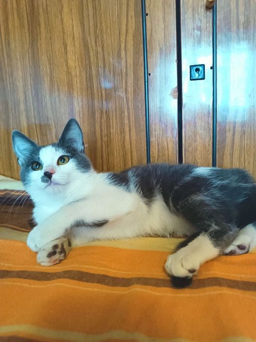 Котята котики отдам  котенок девочка