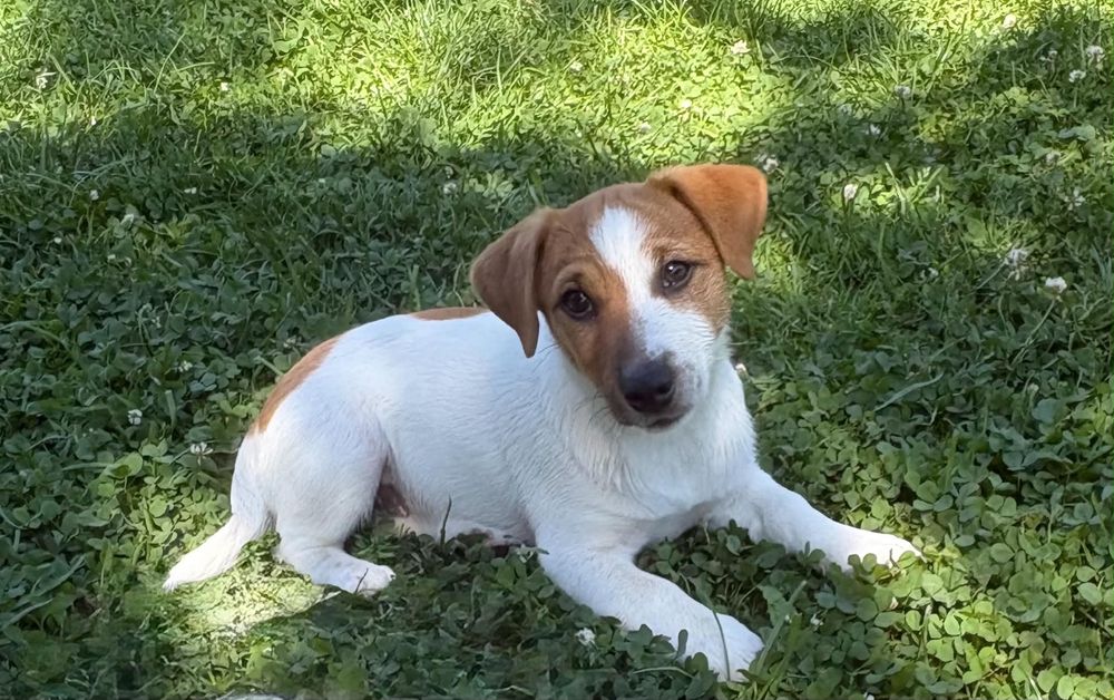 Jack Russell Terrier-przepiękna suczka Hera