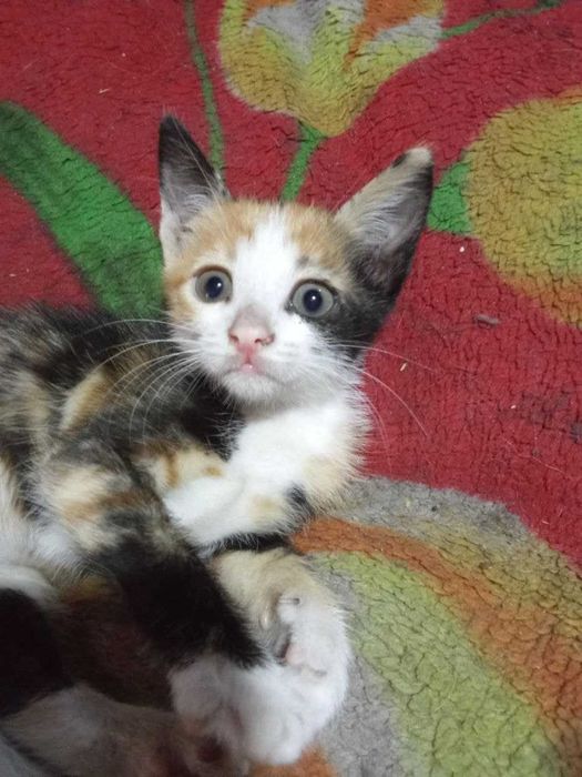 Трикольорове котенятко на Щастя ТРИШЕНЬКА), 1,5 місяця