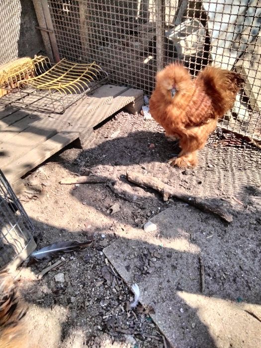 Ovos Galados de Sedosa