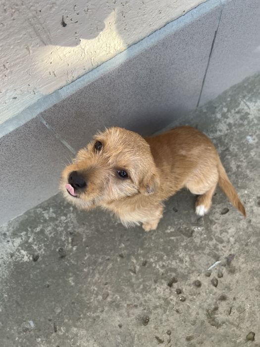 Дві дівчинки джек расел (бородаті)