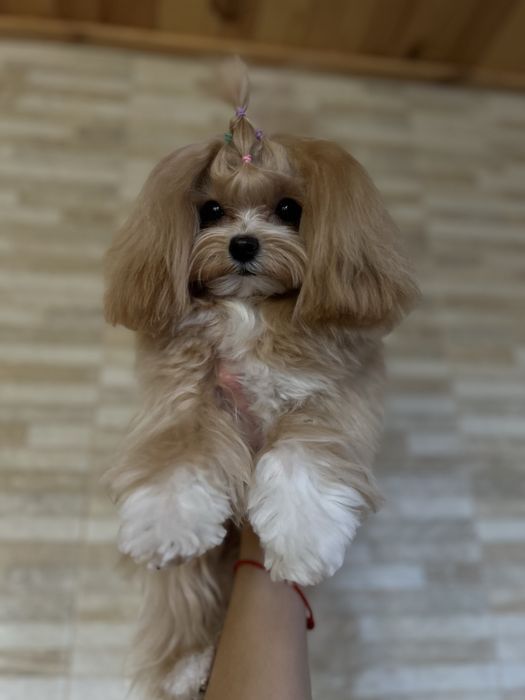 Підрощена супер мікро дівчинка 9 місяців мальтипу