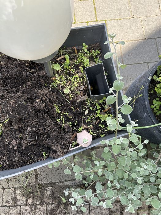 Duża Donica na kółkach kupiona w Castoramie