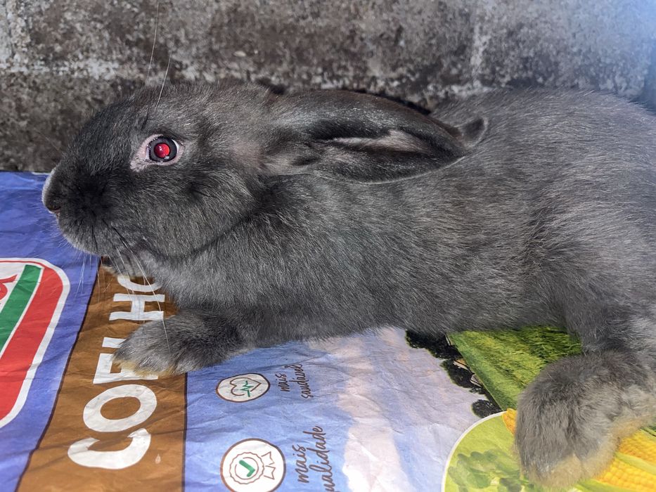 Coelhos de raça grande 3 meses
