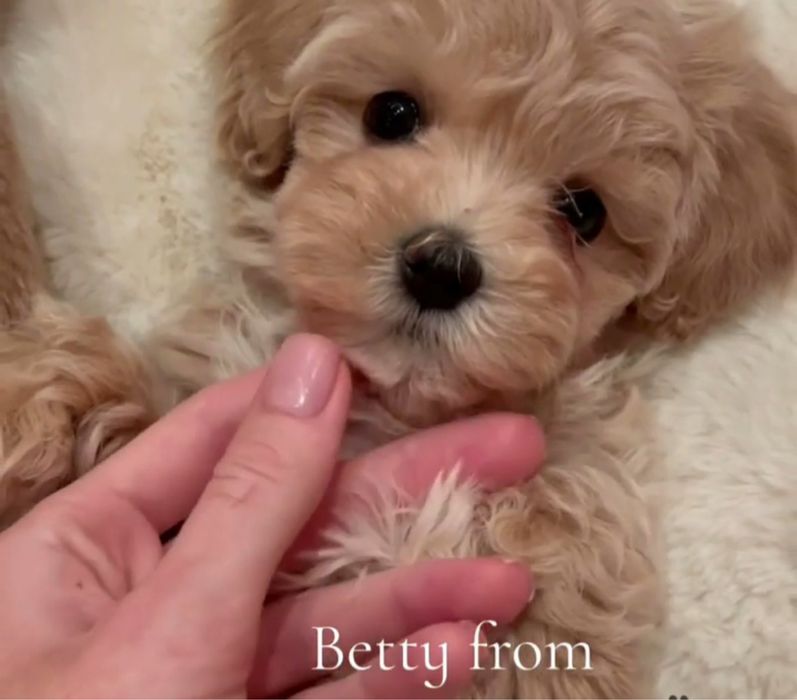 Маленькі серденька Мальтіпу шукають своїх людей