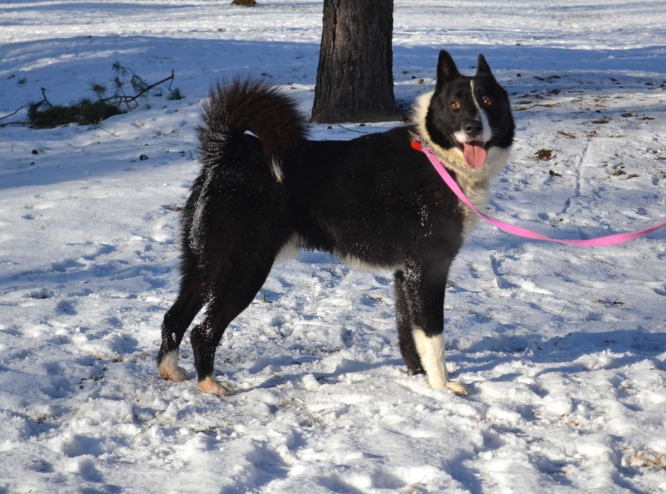 Yukon- karelski pies na niedźwiedzie DO ADOPCJI
